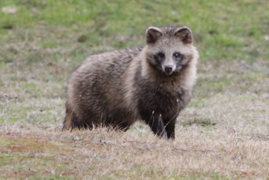 狩ったのはタヌキ ムジナ 裁判沙汰にまでなった大正時代の たぬき むじな事件 ニコニコニュース