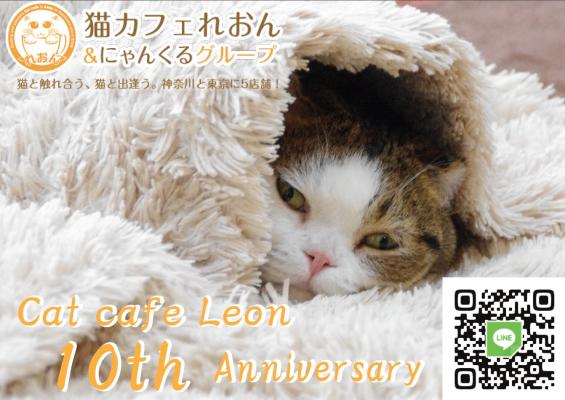 横浜 超マンチカン レオン店長 の猫カフェが１０周年となります ニコニコニュース