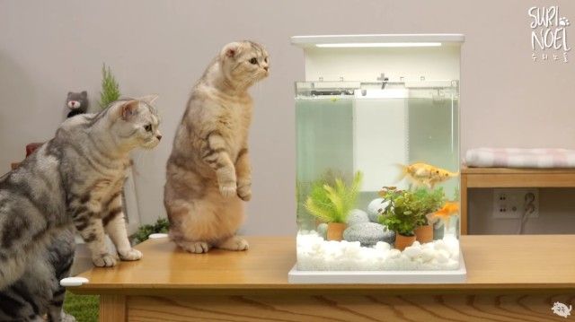 何これ お魚 遊んじゃダメ 金魚のための水槽を用意する様子に興味津々の猫たち ニコニコニュース