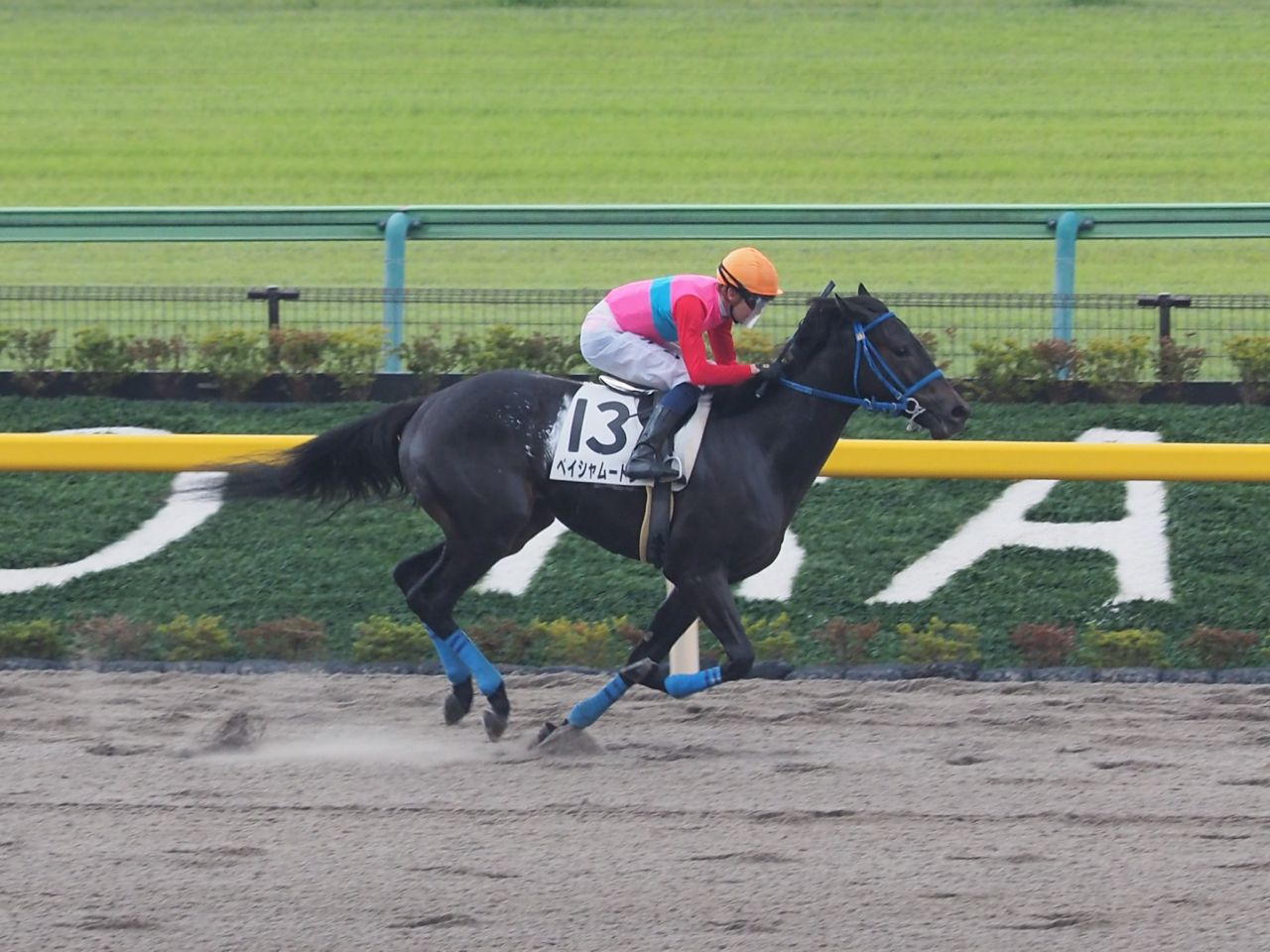 東京4r ペイシャムートンが差し切りv オドノヒューが導く ニコニコニュース