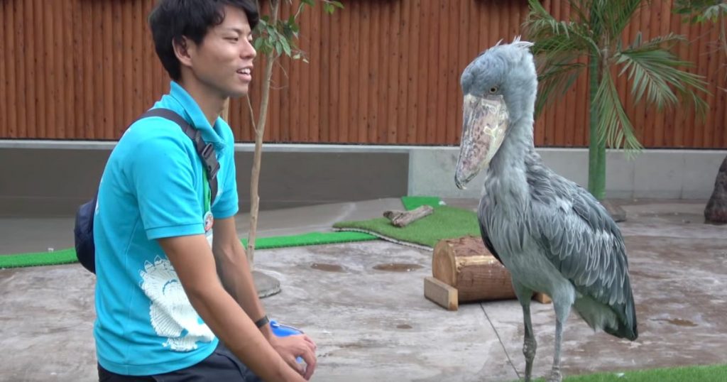 わざとやってるのでは 大好きな飼育員さんにご飯をもらうも 食べ方が下手すぎてなかなか食べられないハシビロコウが可 ニコニコニュース