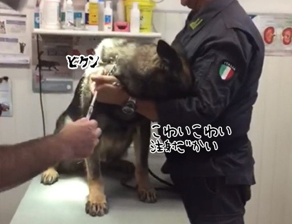 屈強な軍用犬でも怖いものは怖いんじゃ い 注射を見せられただけでこうなるの巻 ニコニコニュース