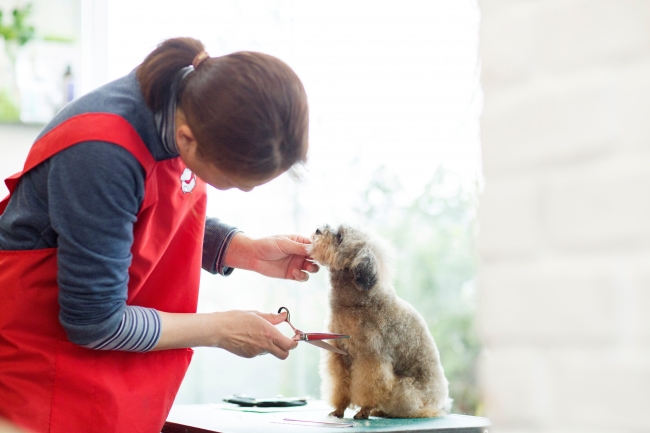 トリミングサロンには年齢制限も 犬のトリミング年末商戦が本格化 ニコニコニュース