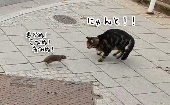 立場逆転 都会のネズミは猫を恐れないばかりか追い回す ルクセンブルク ニコニコニュース