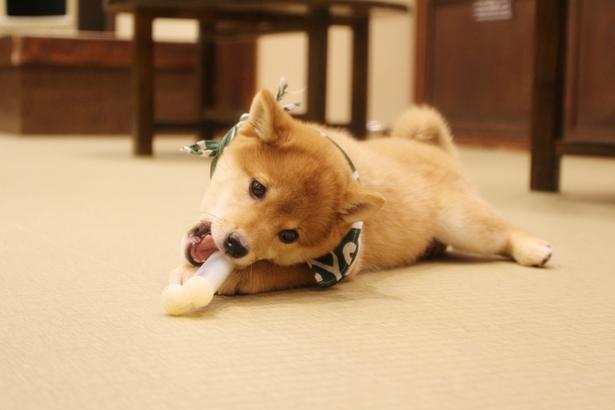 コロコロの豆柴たちに癒される 話題の豆柴カフェ福岡店に行ってみた ニコニコニュース