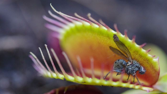 ハエトリグサは プラズマ でハエを仕留める 雷の化学物質で捕食運動を誘発 ニコニコニュース