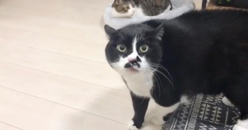 しゃべる 猫 の 動画 しゃべる猫 猫に日本語で話しかけたらかわいい声で意外な返事が