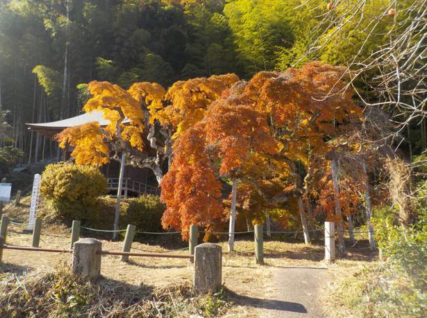 福島県いわき市で真っ赤に染まる 中釜戸のシダレモミジ の紅葉が見頃 ニコニコニュース