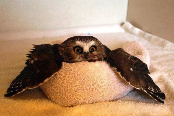 羽を広げてリラックスしているフクロウがかわいいのでコラ職人がんばる ニコニコニュース