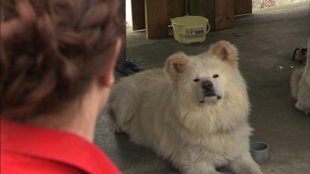 ブサカワ犬 わさお 動物と話せる女性 と対面 最愛の飼い主の死から約1年 ニコニコニュース