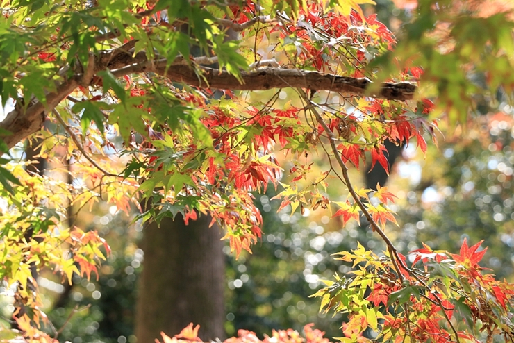 18年秋 京都の紅葉 北野天満宮 史跡御土居のもみじ苑が12月10日まで公開中 ニコニコニュース