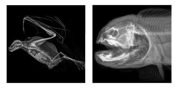 骨まで愛そう オレゴン動物園が公開した繊細で美しい 動物たちのレントゲン画像 ニコニコニュース