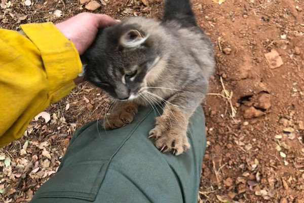 カリフォルニア山火事から救われた猫が消防士になつく姿が微笑ましい ニコニコニュース