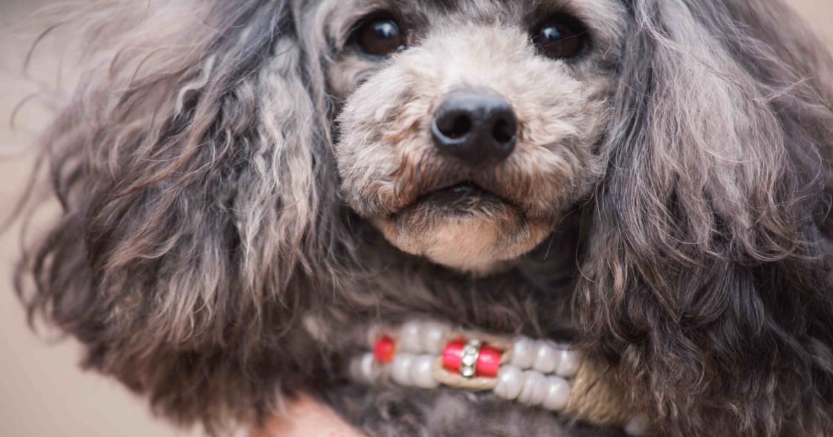 犬を空中に放り投げ撮影する 空ショット に衝撃 インスタ映え の弊害に非難殺到 ニコニコニュース