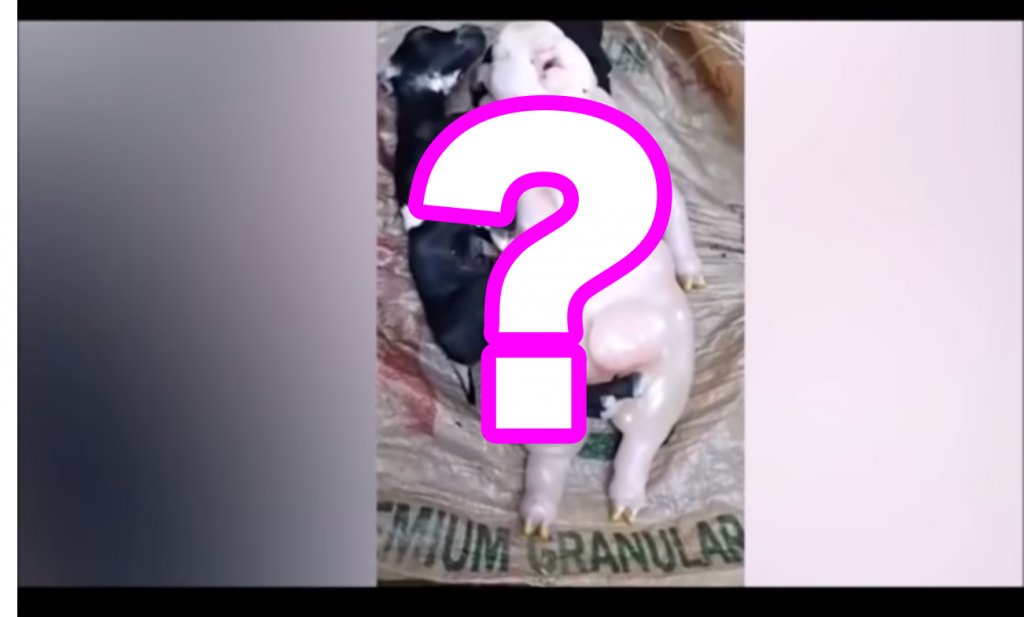 ぎゃあ 不吉な前兆か 豚と人間のハーフ の生物が産まれたと話題に ニコニコニュース