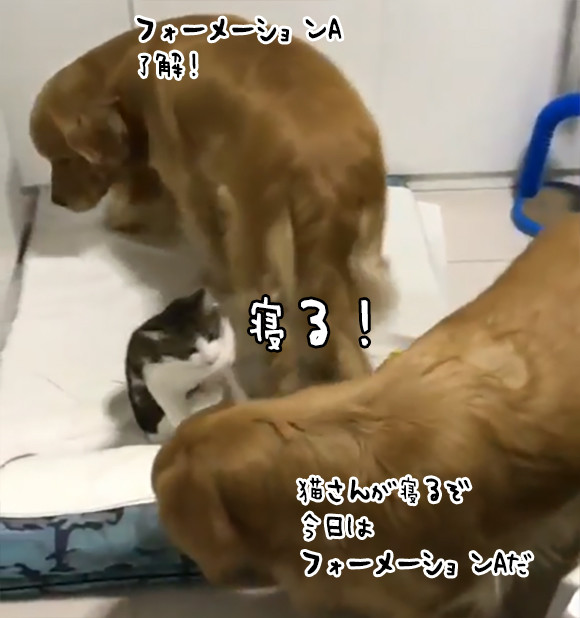 完全警備体制で猫の眠りをサポートする2匹の犬 ユニクロ ヒートテック並みの極暖効果も ニコニコニュース