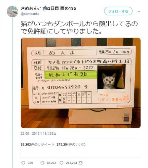 猫がいつも段ボールから顔をだした結果 免許証にしてやりました なめ猫だ ニコニコニュース