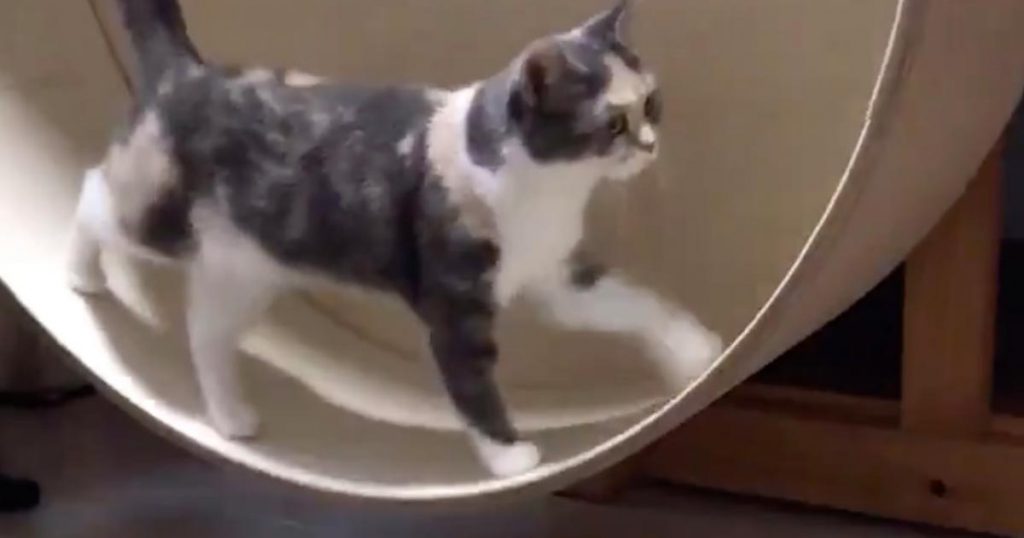 「太る猫と太らない猫の違い」が一発でよくわかる動画が可愛すぎると話題に！ ニコニコニュース