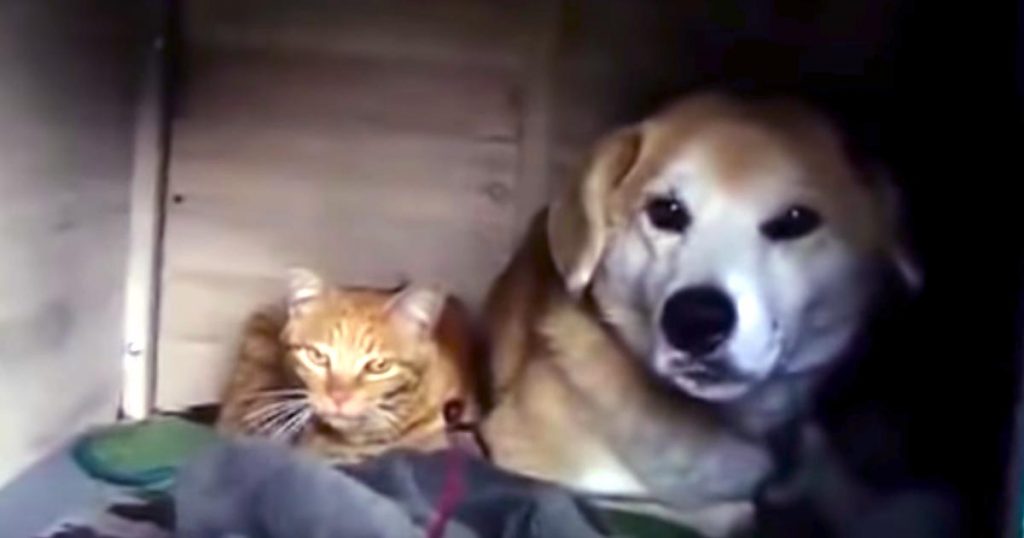 創造的な猫小屋枕元猫のそば何匹かの猫ひっかき板犬小屋這架猫箱