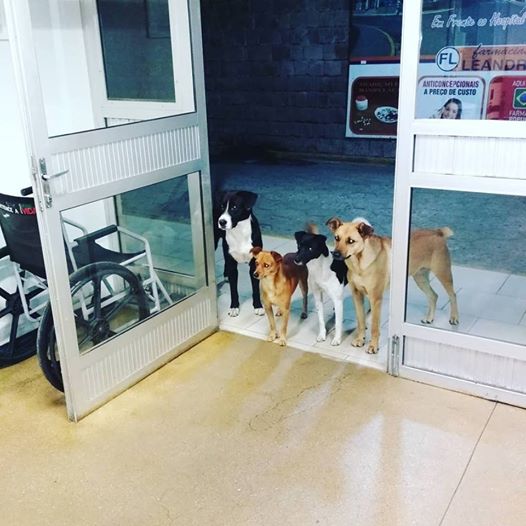 ブラジルでホームレスが入院 友だちの野良犬たちがお見舞いに来て大きな話題に ニコニコニュース