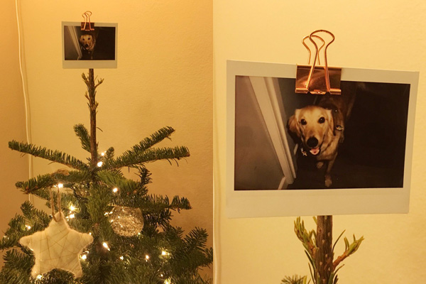 クリスマスツリーのてっぺんに飾ったのは 愛犬 の写真 ニコニコニュース