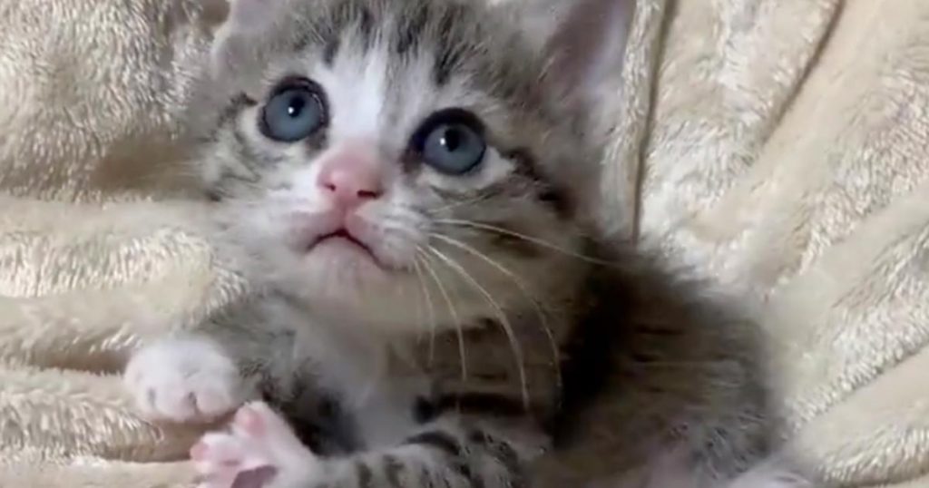 今のなに？」上目遣いで見上げていた子猫。突然起こったハプニングへの 