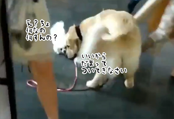 犬が犬を誘拐した だと お散歩中のマルチーズのリードをくわえ連れ去っていったゴールデンレトリバー ニコニコニュース