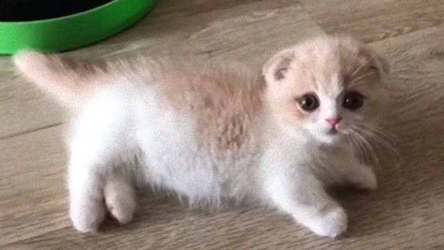 それは極上の3分間 マンチカンの子猫を愛でる時間がやってまいりました ニコニコニュース