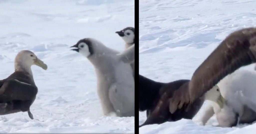 カモメに襲われる皇帝ペンギンのヒナたち しかし 異種のヒーローが現れ立ちはだかる動画が話題に ニコニコニュース