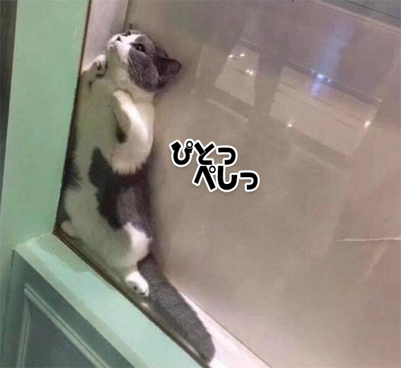 猫カフェで自分だけの安住の地を見つけた猫 入り込んだら出たくない ニコニコニュース