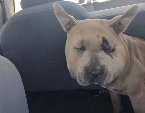 ガラガラヘビから飼い主と幼い娘を救った2匹の愛犬 ヘビに噛まれながらも 再び戻り別のヘビと闘う ヘビ出演注意 ニコニコニュース