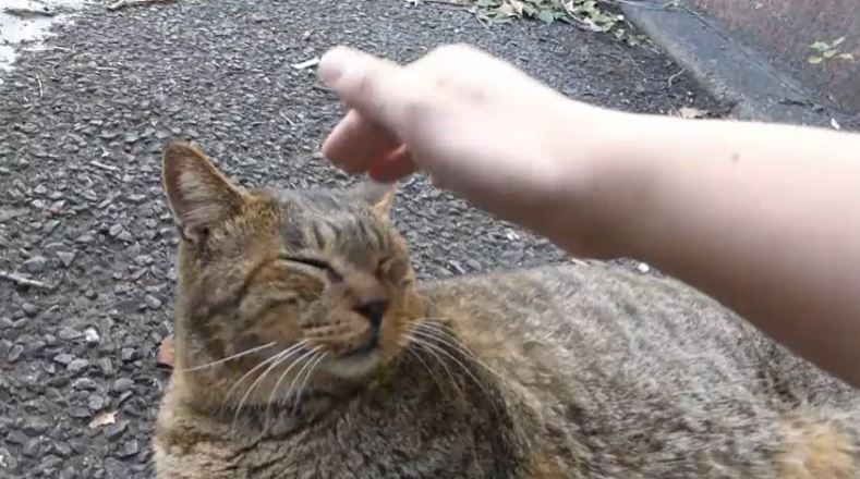 気のすむまで撫でるがよい 野良猫ちゃんを手招きしたらトコトコと来てくれた モフらせてくれる人懐こさがたまらなく可愛い ニコニコニュース