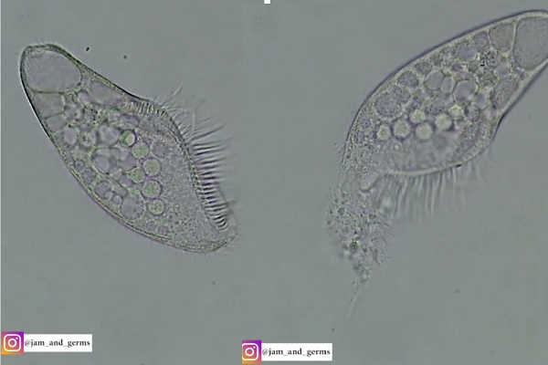 単細胞生物が 命を終える瞬間 をとらえた映像に涙が出る ニコニコニュース