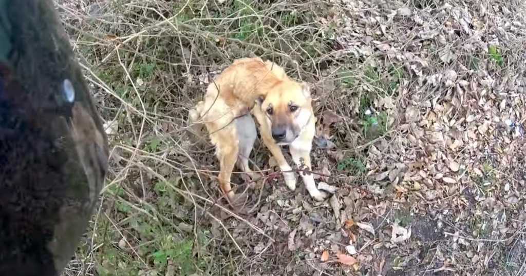 日本 やせ細った捨て犬を山で発見 数日 数時間にもおよび仲を深め信頼関係を築いた末に迎えた感動のラストに泣いた ニコニコニュース