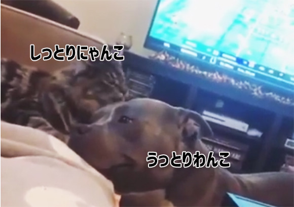 うっとりするほどラブリー 猫に毛づくろいをされ うれしくて尻尾のフリが止まらない犬 ニコニコニュース