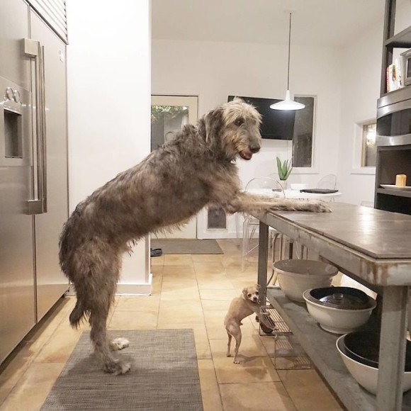 背高のっぽでフサフサで 大型犬 アイリッシュウルフハウンドの魅力をぎゅっと集めてみた ニコニコニュース