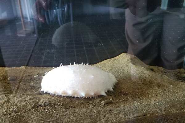 徳島県で地元の漁師さんが発見した 真っ白なナマコ が話題に ニコニコニュース