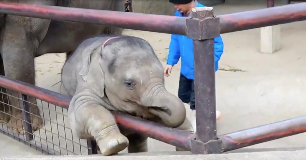 飼育員さんに怒られてスネた小ゾウのリアクションが可愛すぎると話題に 人入ってるのかと思った の声 ニコニコニュース