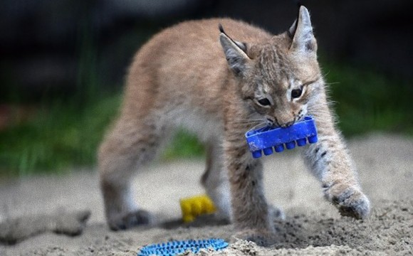 育児放棄されたオオヤマネコの子を育てるイエネコ ロシア ニコニコニュース