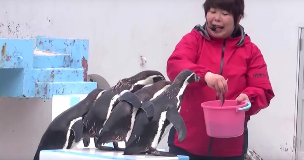 自由すぎる トレーナーの言うことを全く聞かないペンギンたちのショーがカオスすぎる笑 ニコニコニュース