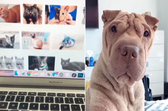 パソコンで猫画像を見ていた時の犬の反応 ニコニコニュース