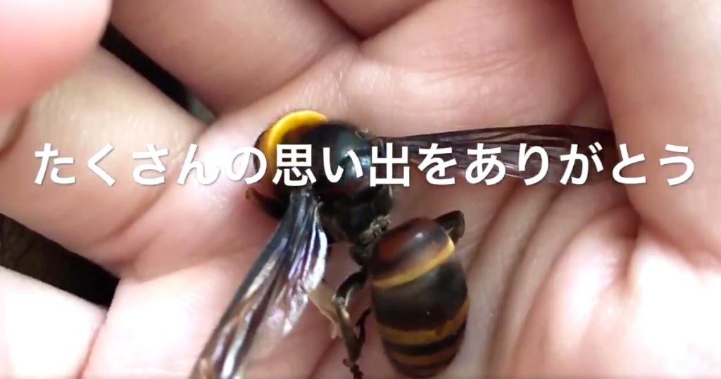 生まれた時から一緒 飼い主さんにとても慣れたスズメバチの一生をまとめた動画に泣いたと話題に スズメバチに対する考え方が ニコニコニュース