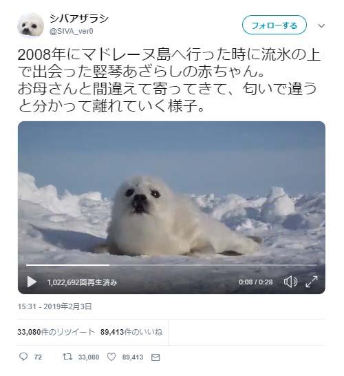 お母さんと間違えて寄ってくるアザラシの赤ちゃんがネットで大反響 なんですかこの癒し効果は 天使すぎる ニコニコニュース