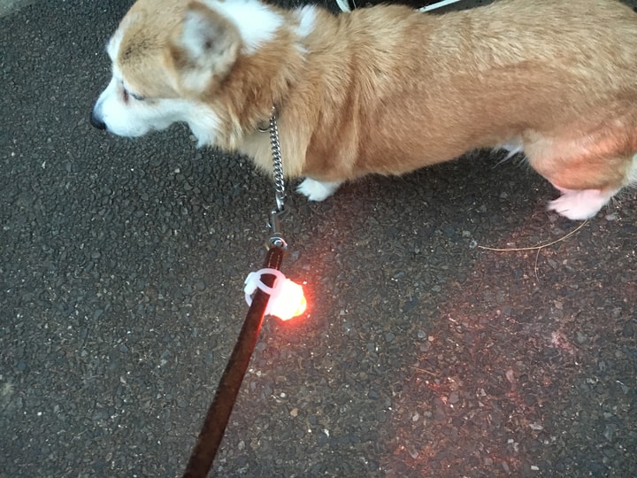 夜の散歩にオススメの犬用100均ライト 飼い主にも安心な使い方 ニコニコニュース