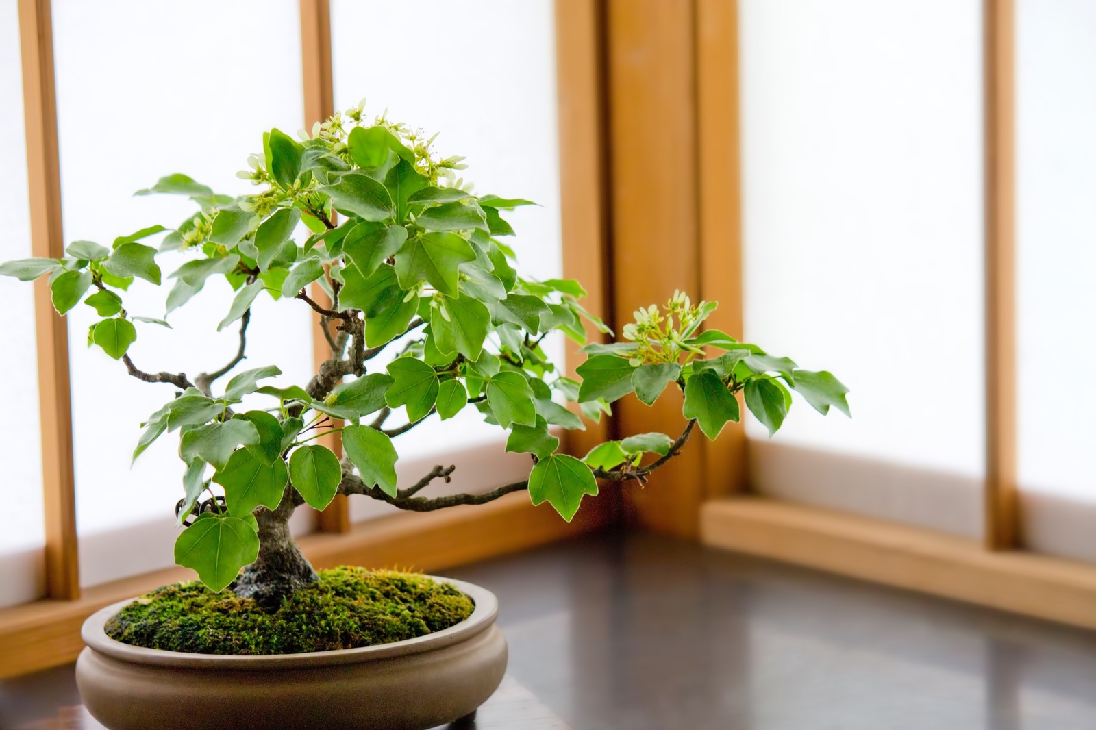 盆栽と植木の違いって何 盆栽 それは子ども心を忘れた大人こそハマる癒やしの世界 ニコニコニュース