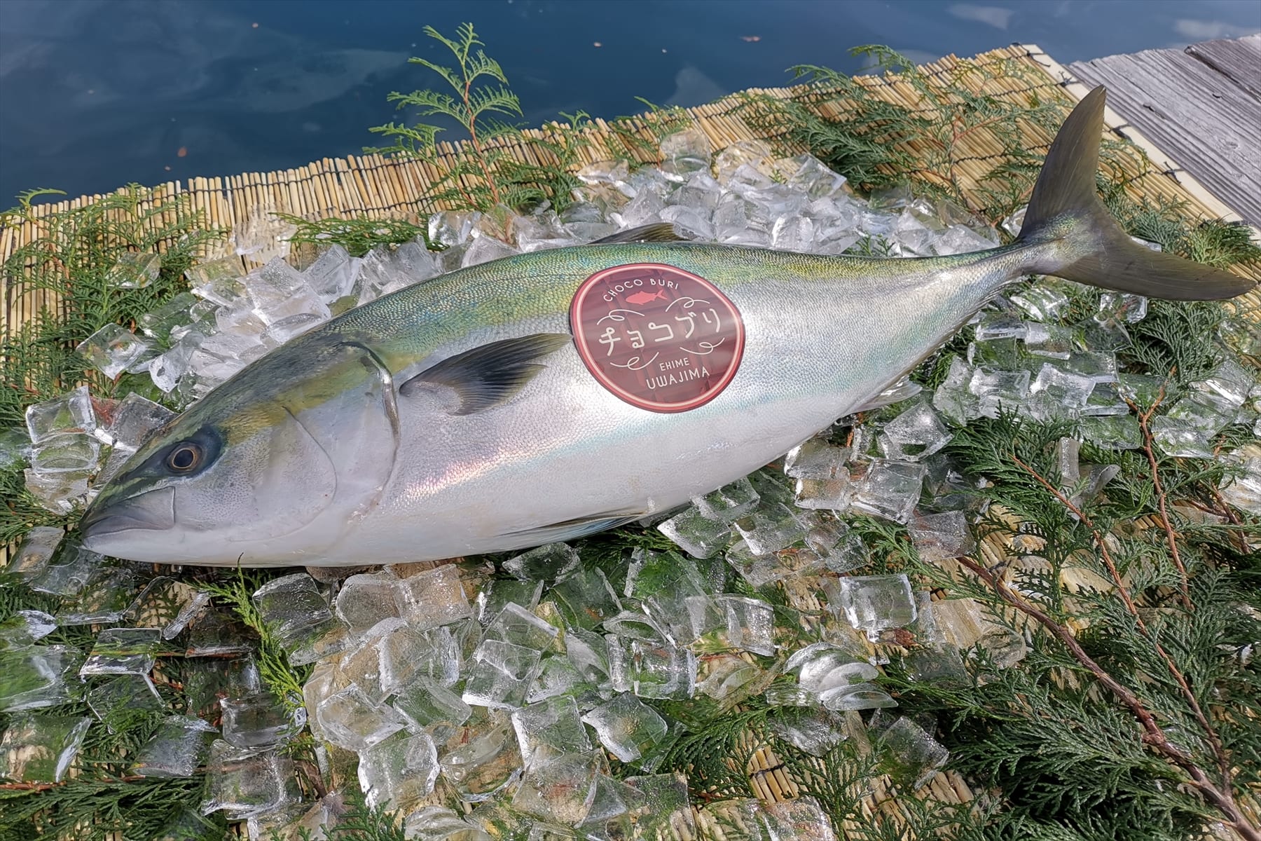 チョコレートを餌にして育てた チョコぶり 愛媛県が養殖成功 本当に食べているのか確かめてみた ニコニコニュース