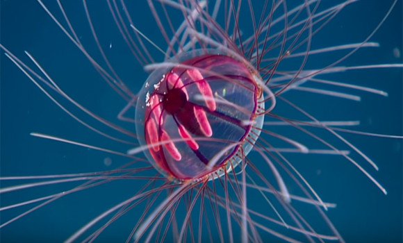 なんとも幻想的 サイケデリックメデューサと名付けられた神秘のクラゲ ニコニコニュース