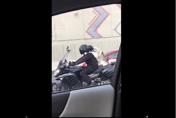 カップル乗りのバイクと思ったら実は 高速道路で目撃された器用すぎる犬 ニコニコニュース