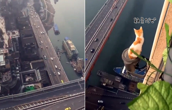 猫ちゃん逃げて と思ったらくつろいでた 超絶高所で下界を見下ろす猫 高所恐怖症注意 ニコニコニュース