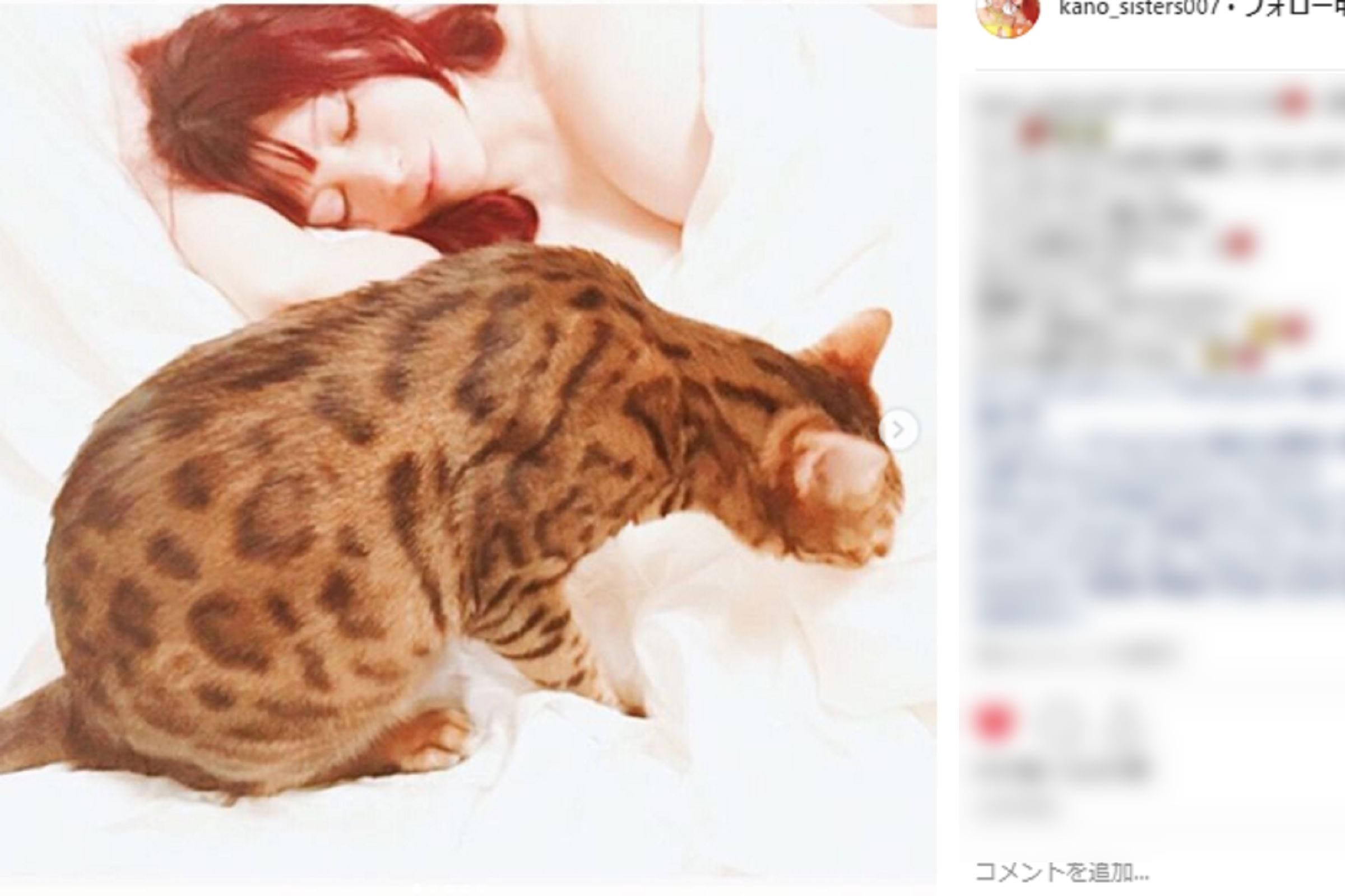 マシュマロバストとフワフワにゃんこ 叶美香が 猫の日 に愛猫とセクシー添い寝 ニコニコニュース